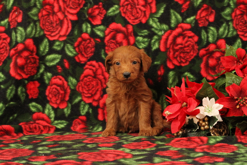 puppy, for, sale, Mini Goldendoodle F1, Matthew B. Stoltzfus, dog, breeder, Gap, PA, dog-breeder, puppy-for-sale, forsale, nearby, find, puppyfind, locator, puppylocator, aca